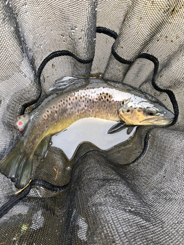 ブラウントラウトの釣果