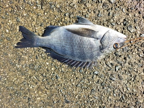 チヌの釣果