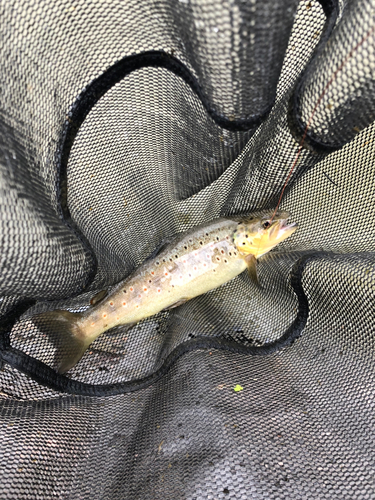 ブラウントラウトの釣果