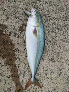 メジロの釣果