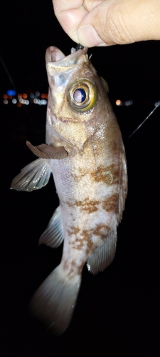 メバルの釣果