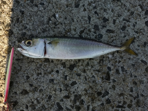 サバの釣果