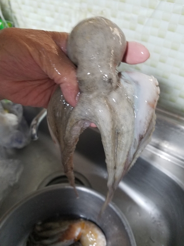 タコの釣果