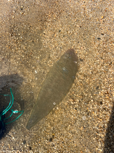 シタビラメの釣果