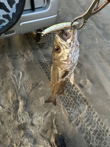 スズキの釣果