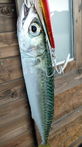 サバの釣果