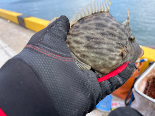 カワハギの釣果