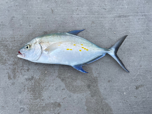 ナンヨウカイワリの釣果