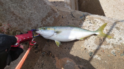 イナダの釣果