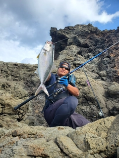 カンパチの釣果