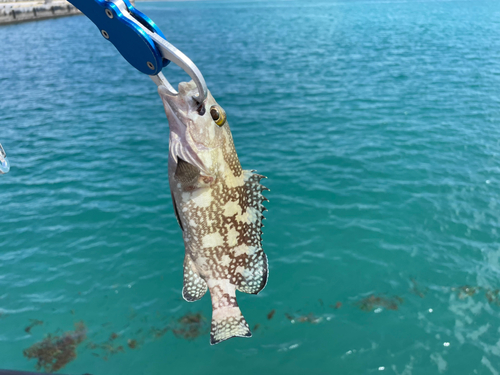 ナミハタの釣果