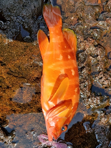 アカハタの釣果