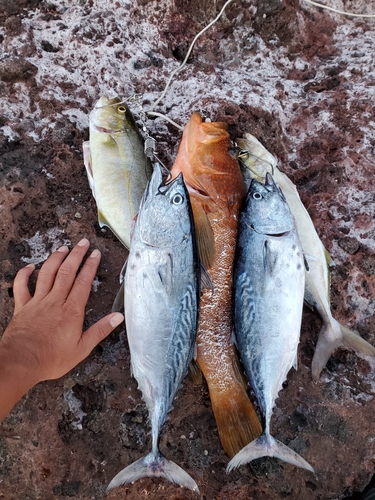 カンパチの釣果