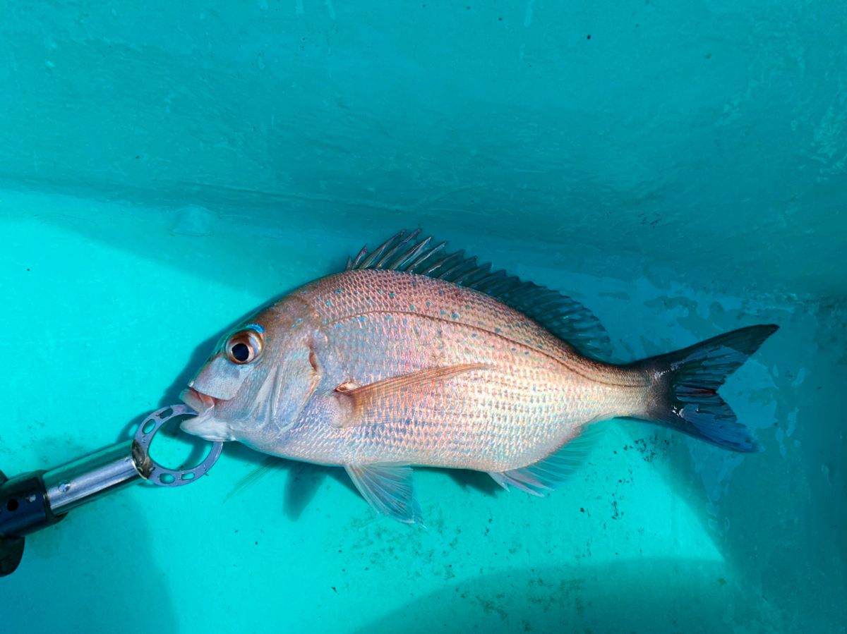 わじゅけんさんの釣果 1枚目の画像