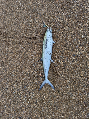 カンパチの釣果