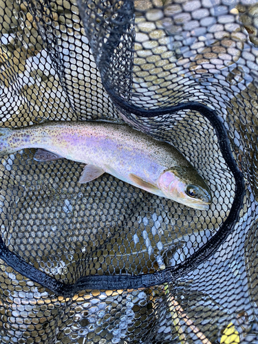 ニジマスの釣果