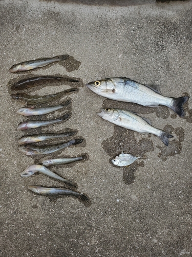 ハゼの釣果