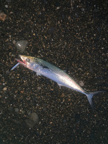 サゴシの釣果