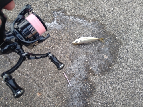 マアジの釣果