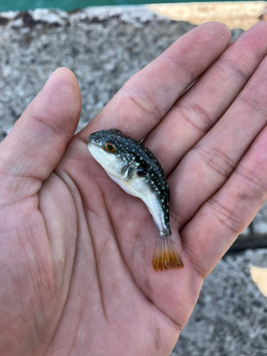 カワハギの釣果