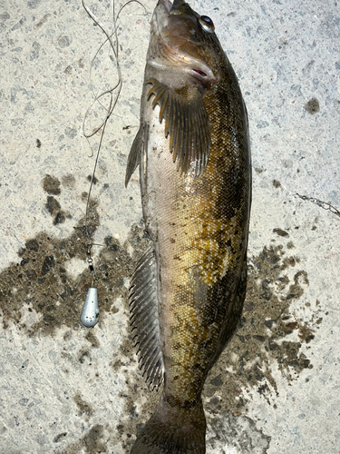 アブラコの釣果