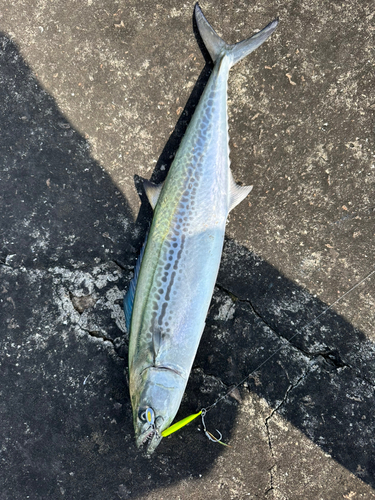 サゴシの釣果