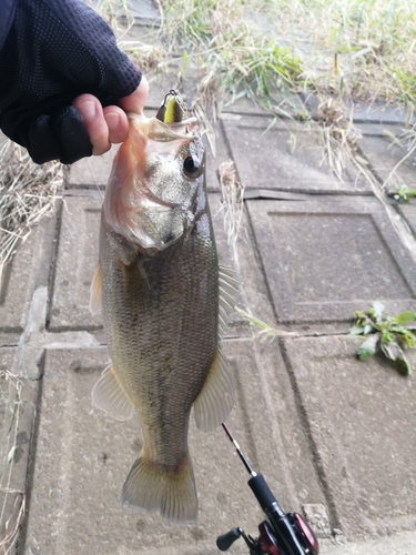 ラージマウスバスの釣果