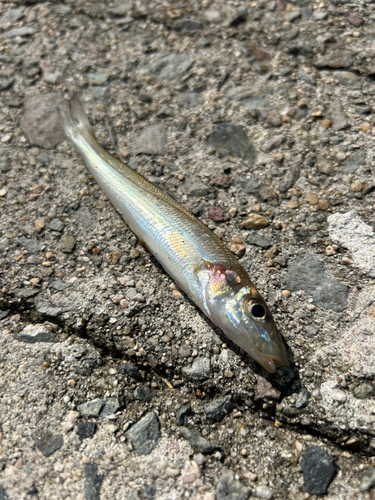 キスの釣果