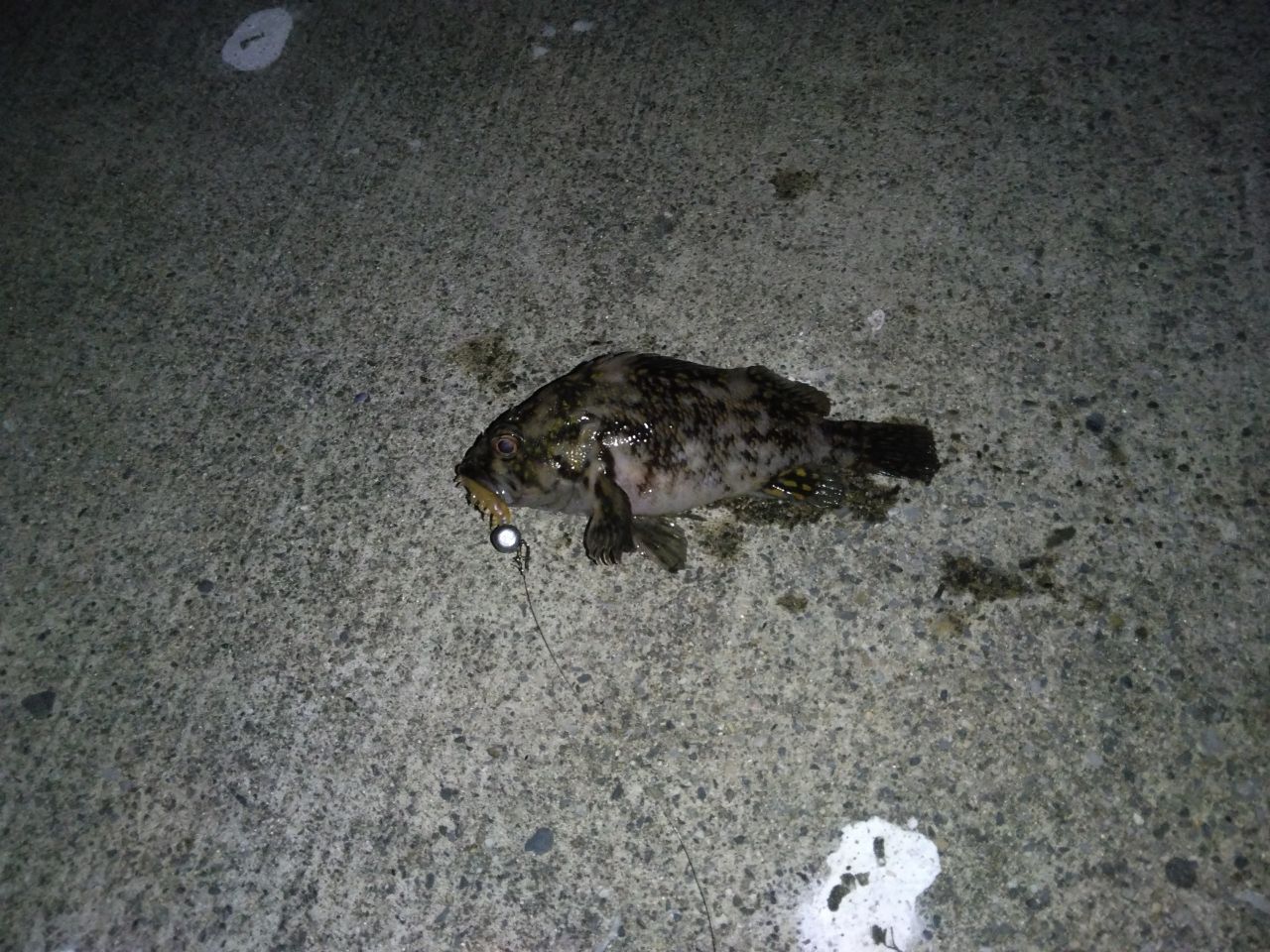 オウゴンムラソイ