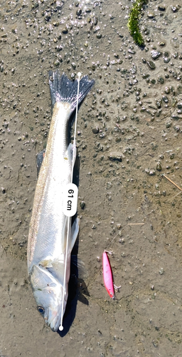 シーバスの釣果