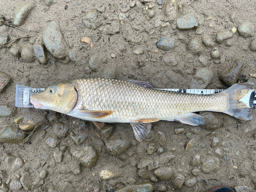 ニゴイの釣果