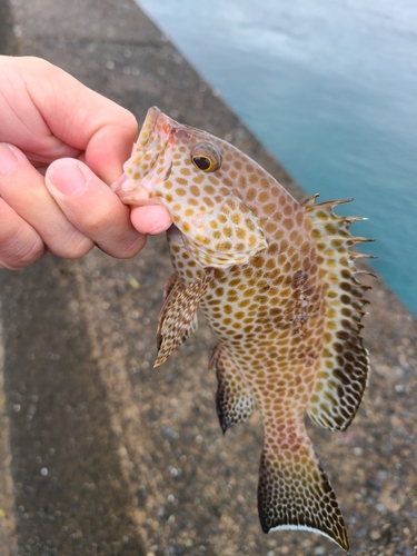 オオモンハタの釣果