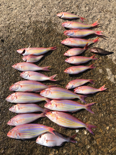 イトヨリダイの釣果