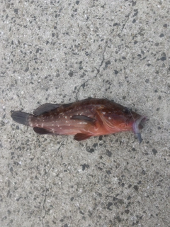 キジハタの釣果