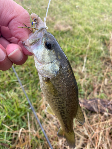 ラージマウスバスの釣果