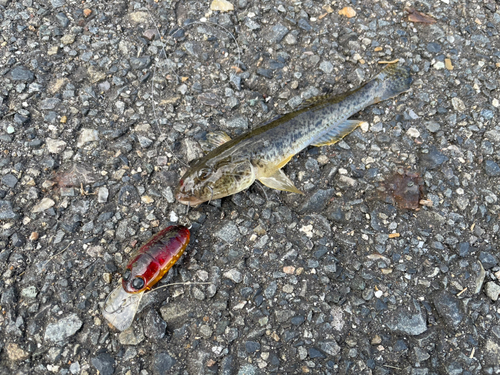 ハゼの釣果