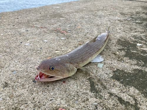 サゴシの釣果