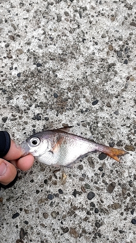 ミナミハタンポの釣果