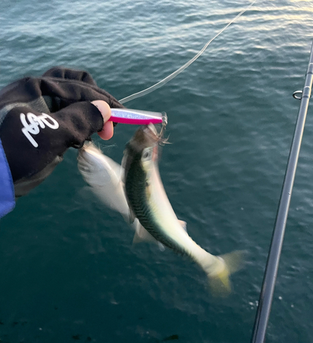 サバの釣果