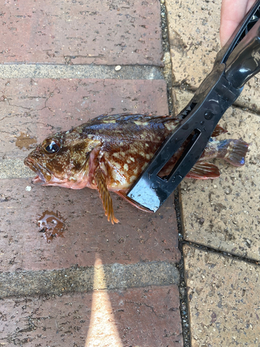 アラカブの釣果