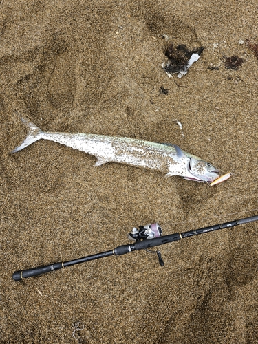 サゴシの釣果