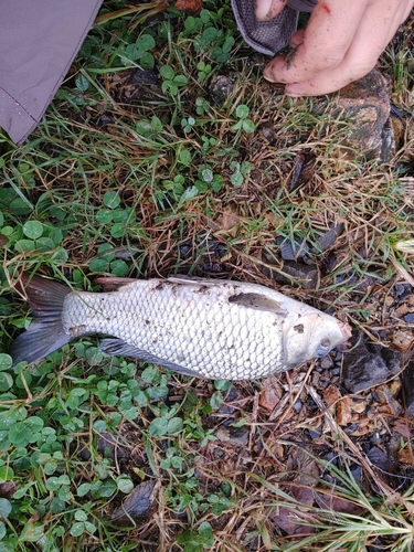 コイの釣果