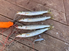 カマスの釣果