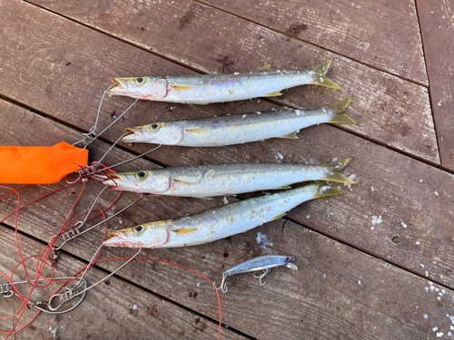 カマスの釣果