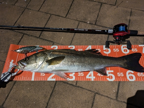 シーバスの釣果