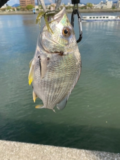 キビレの釣果