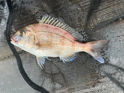 チャリコの釣果