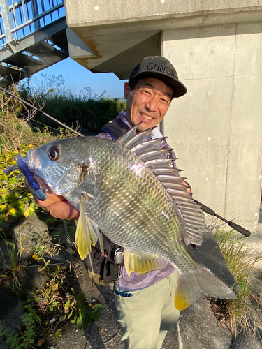 キチヌの釣果