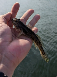 マハゼの釣果