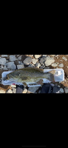 スモールマウスバスの釣果